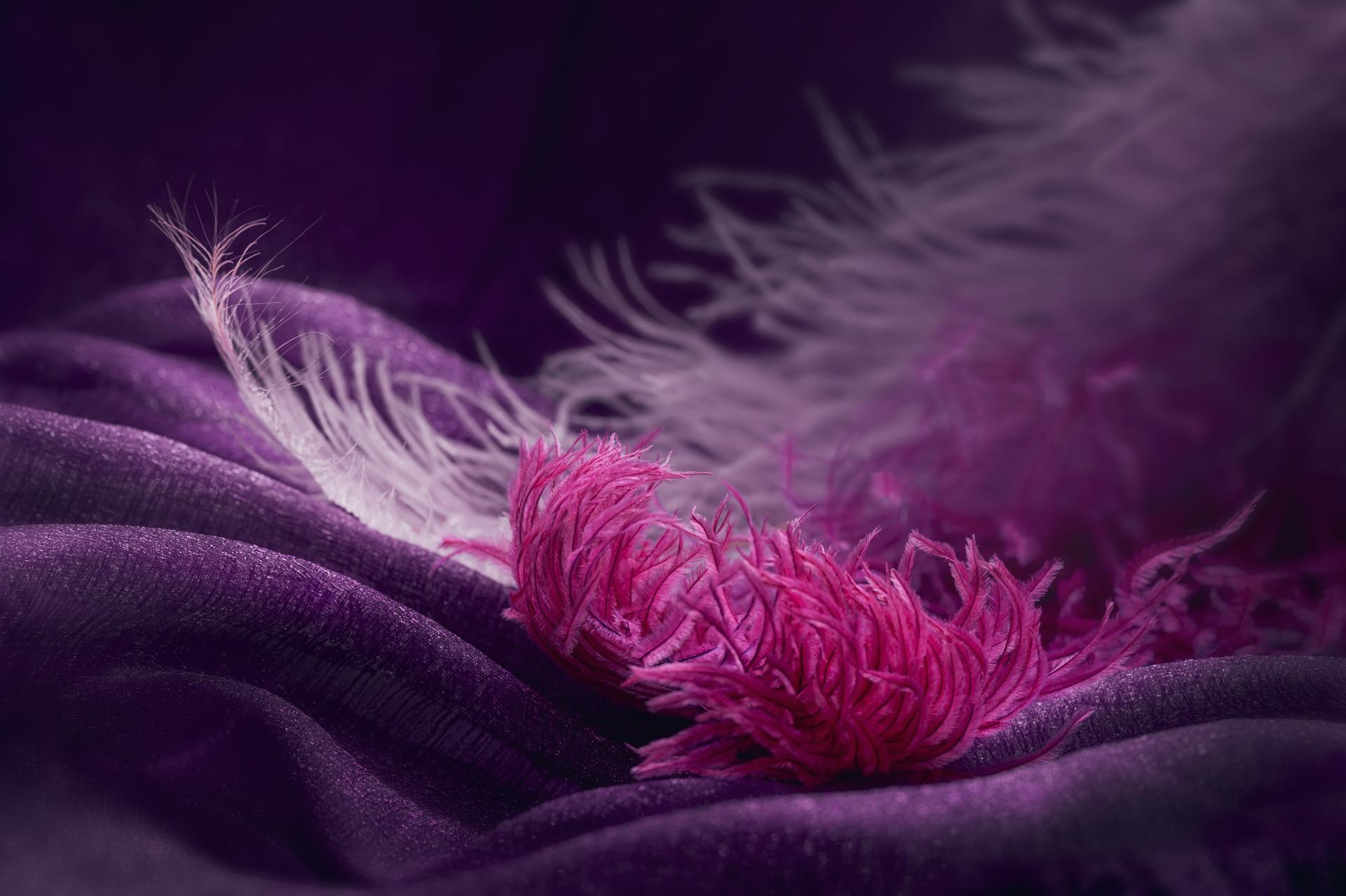 Photo of purple crushed velvet fabric and the tips of large exotic feathers Photo of purple crushed velvet fabric and the tips of large exotic feathers