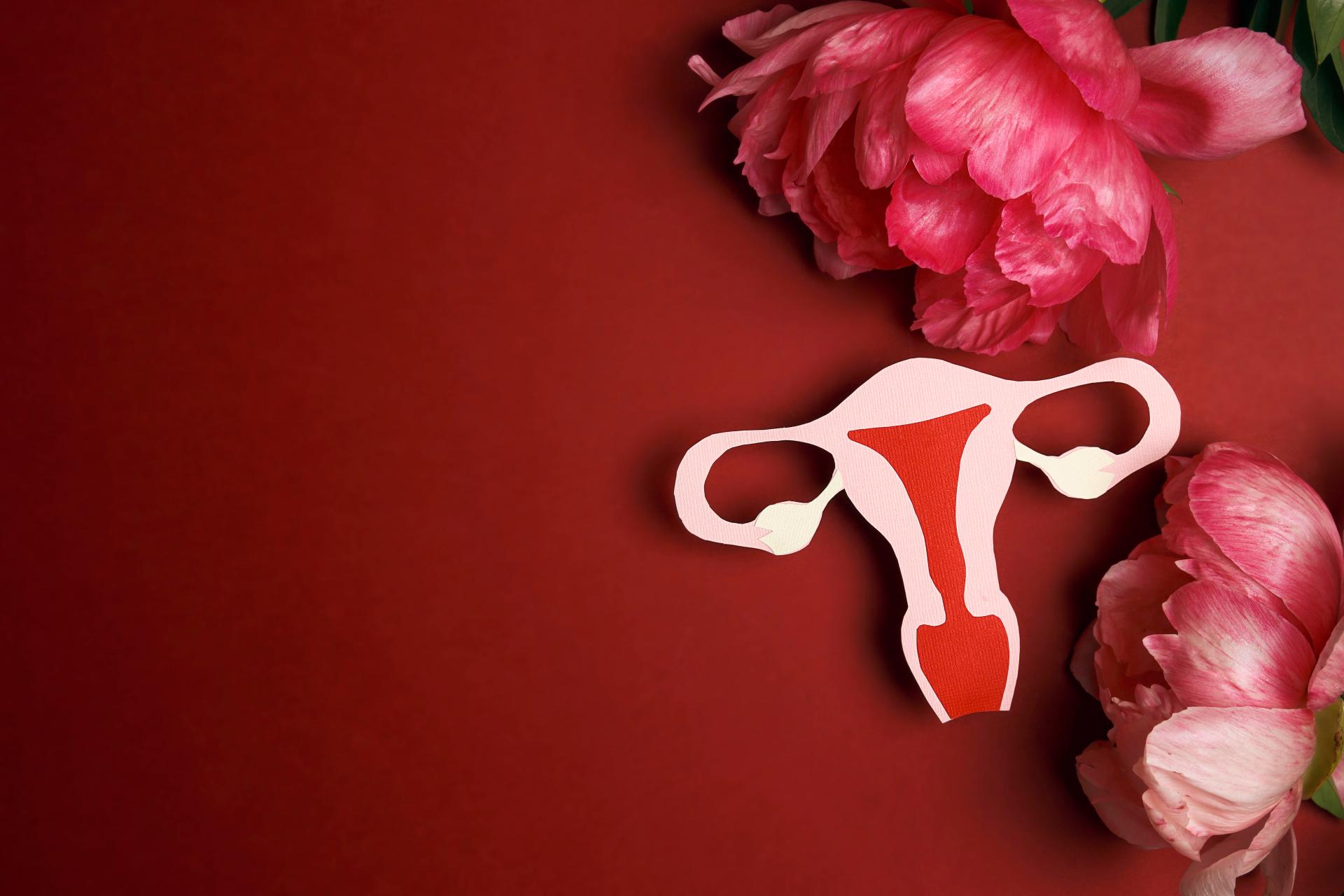 model of a vagina against a red background with pink and red flowers