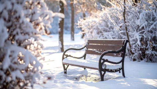park bench in the snowy woods and bushes in the afternoon