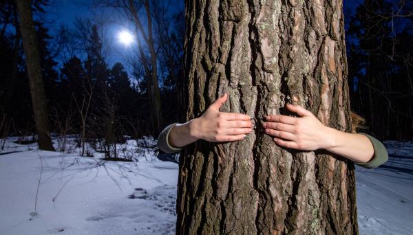 womans hands gripping bark of a big hickory tree in the winter at night